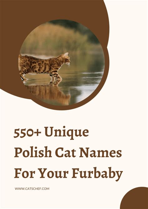 550+ Unique Polish Cat Names For Your Furbaby