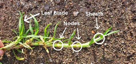 Anatomy Of Grass The Turf Farm Premium Instant Lawn