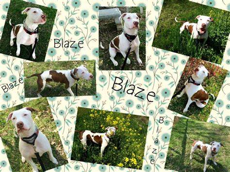 Blaze - at the Humane Society of Harford County Maryland. | Humane ...