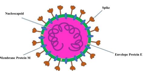 Coronavirus structure (58) | Download Scientific Diagram