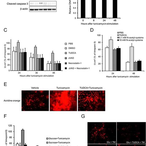 Tunicamycin Induced ER Stress Decreases Epithelial Barrier Integrity In