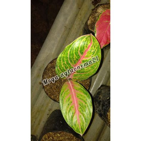 Jual Aglaonema Big Papa Remaja Cantik Indonesia Shopee Indonesia