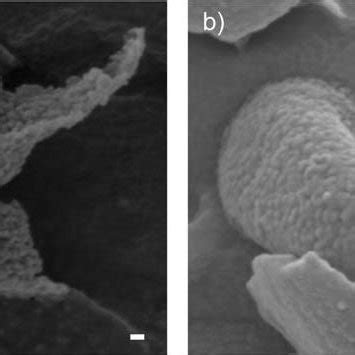 Fe Sem Images Of A Pla And B Mixed Pla F Nanoparticles Bar