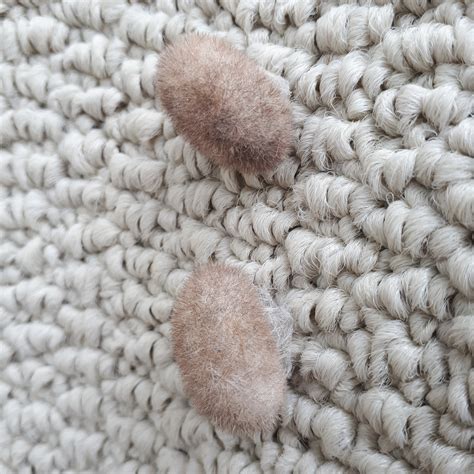 Carpet Beetle Egg Sacs - Carpet Vidalondon