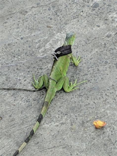 Iguana guardian - Meme by coyoteSpectral :) Memedroid