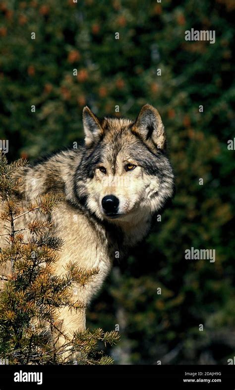 NORTH AMERICAN GREY WOLF Canis Lupus Occidentalis PORTRAIT OF ADULT