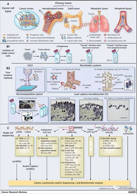 单细胞测序 癌症精准医疗研究的“前景”（文库前置技术 2016 ） 搜狐大视野 搜狐新闻