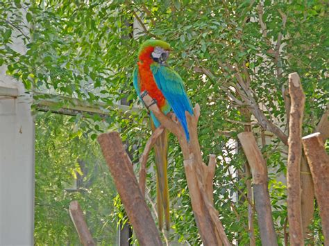 The Online Zoo - Harlequin Macaw