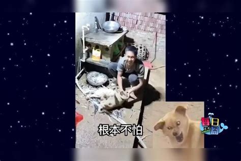 问狗能有几多愁，恰似车轮卡狗头