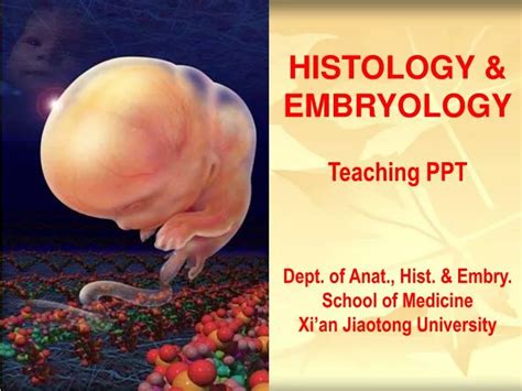 Ppt Histology Embryology Teaching Ppt Dept Of Anat Hist Embry