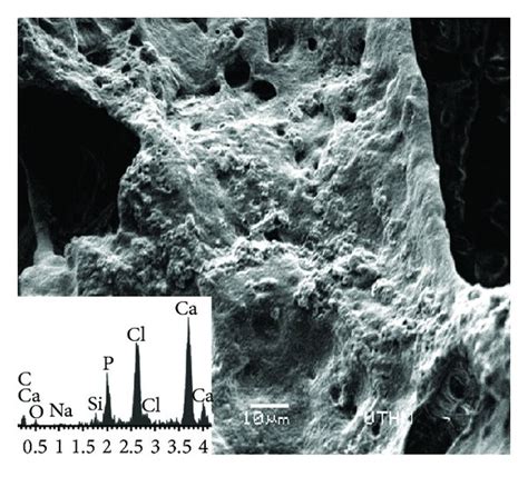 Sem Micrographs And Edx Spectra Illustrating The Change On The Surface