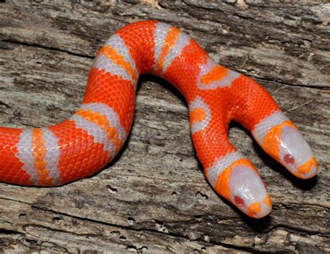 Amazing Two Headed Snakes ~ MyClipta