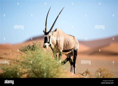 Gemsbok On Sand Dune Stock Photo Alamy