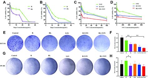 Cell Proliferation And Colony Formation Of Colorectal Cancer Cells