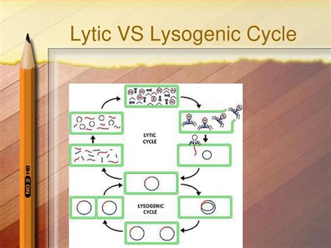 Dna And Viruses Ppt Download