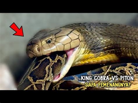 Pertarungan Paling Sengit Antara King Cobra Vs Ular Piton Siapakah