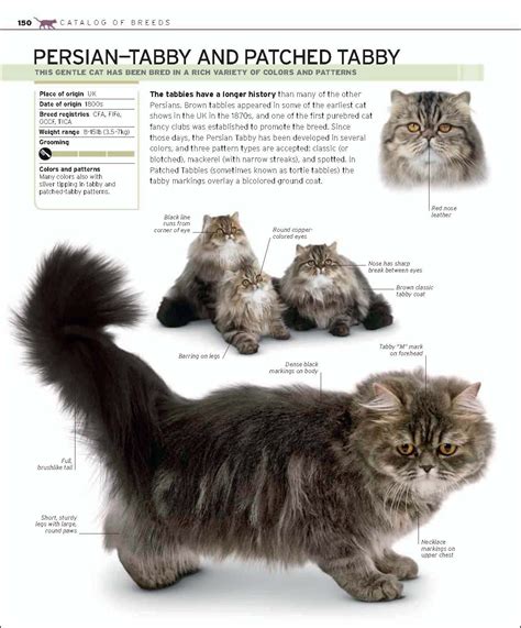 Persian, Tabby, and Patched Tabby Cat Body Features in a Book