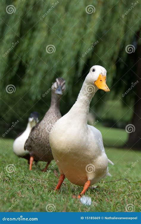 Three Ducks In A Row Stock Image Image Of Field Bill