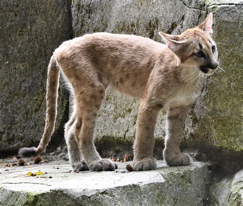 Puma Puma Concolor Características Hábitat Y Reproducción Con Fotos