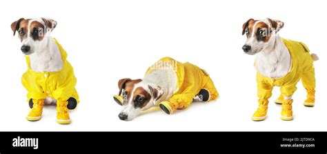 Set of cute funny dog in autumn clothes on white background Stock Photo - Alamy