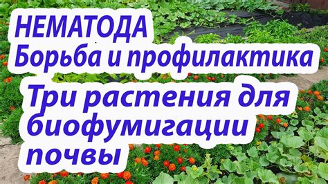 Нематода.Борьба и профилактика в открытом грунте.3 растения на моем ...