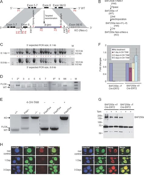 A Strategy To Generate Baf A Null Human Es Cells A Diagram Of The