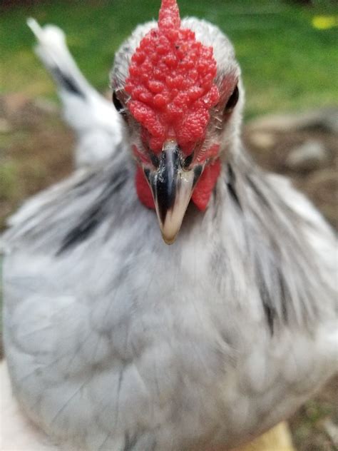 7 Week Old Splash Rose Comb Cockerel BackYard Chickens Learn How To