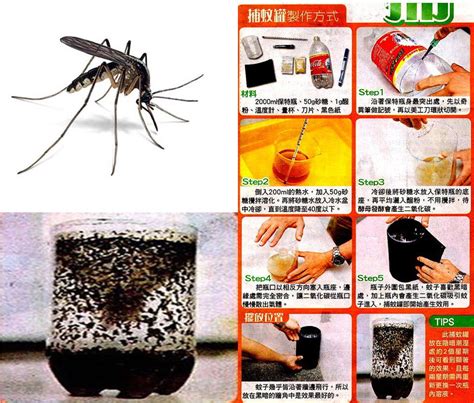 Easy Way To Trap And Kill Mosquitoes Take It Or Share It