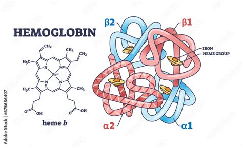 Hemoglobin Chemical Structure Heme Group Structure Stock Vector | Hot Sex Picture