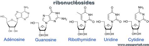 Ribonucléoside Définition Et Explications