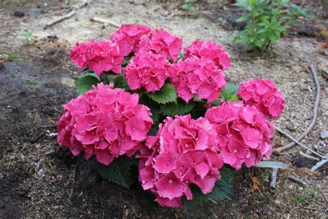 Hydrangea macrophylla 'Schöne Bautznerin': Lubera.ch