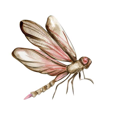 Watercolor Hand Drawn Dragonfly 27181643 Png