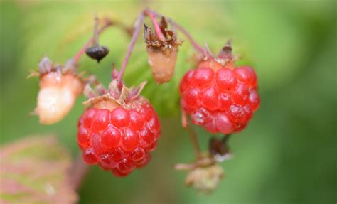 Free Images Raspberry Fruit Berry Sweet Flower Food Produce