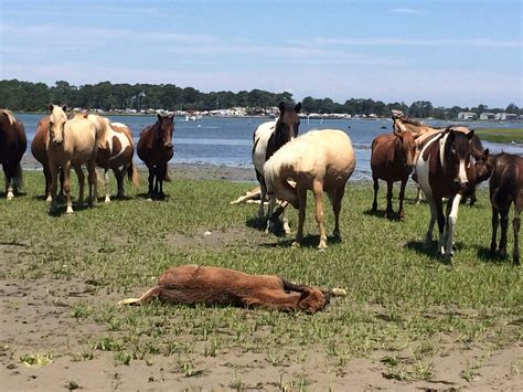 Chincoteague Island Adventures Ilha De Chincoteague Atualizado 2022 O Que Saber Antes De Ir