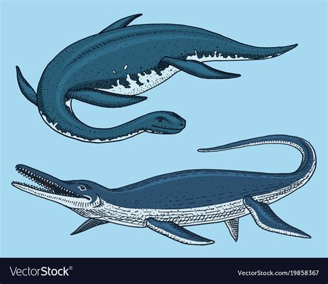 Dinosaurs elasmosaurus mosasaurus skeletons Vector Image