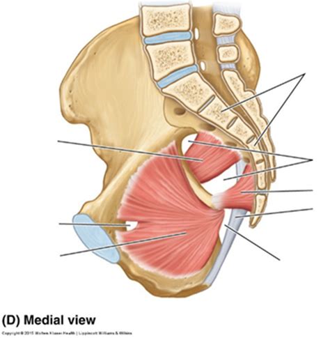 muscles of the pelvis 3 Diagram | Quizlet