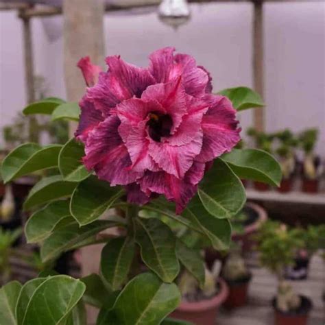 50 Shades of Desert Rose Flowers - Adenium