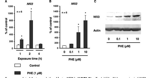 Figure 1 from α1 Adrenergic Receptor Signaling in Osteoblasts Regulates