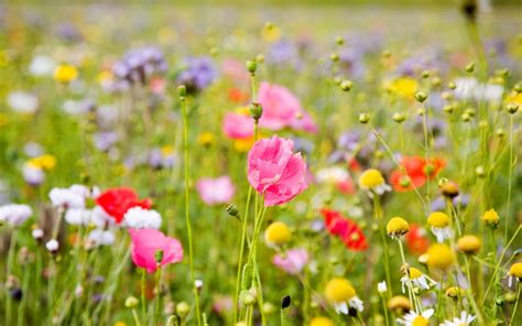 Como Cultivar Tus Flores De Verano Floradeira