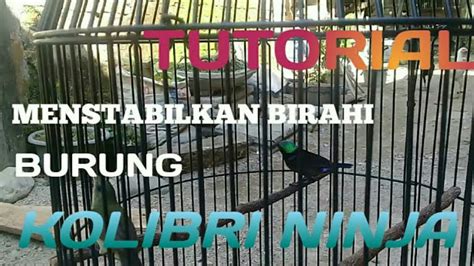 Tutorial Cara Menstabilkan Birahi Burung Konin YouTube