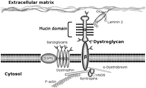 Dystrophin Glycoprotein Complex In Muscle And It S Ligands Dg