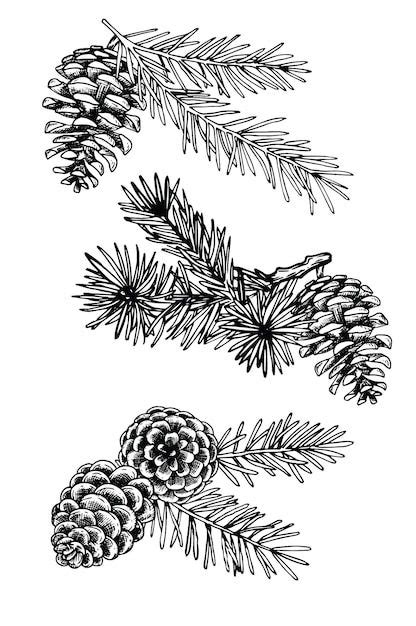 Pine Cone Drawing Step By Step Artofit