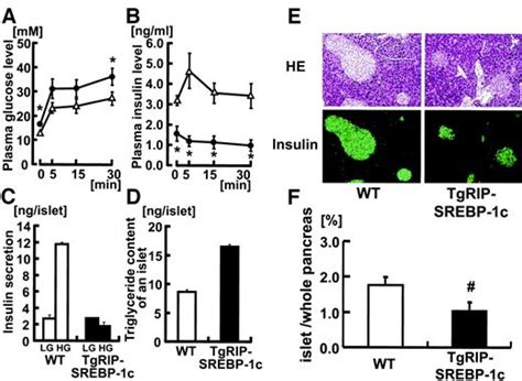 Transgenic Mice Overexpressing Nuclear Srebp 1c In Pancreatic β Cells