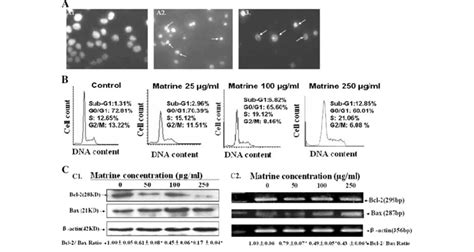 In Vitro Effects Of Matrine On Induction Of Apoptosis And Cell Cycle