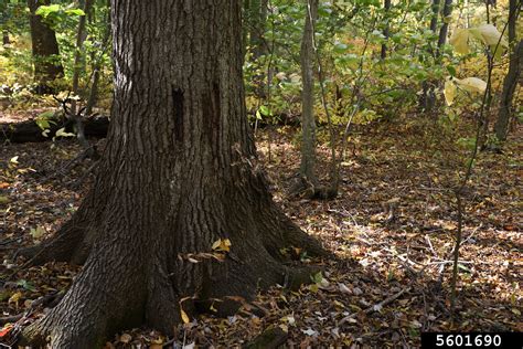 Shumard Oak Quercus Shumardii