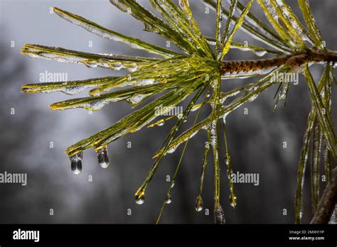 Eastern White Pine Pinus Strobus Needles Coated With Ice After A