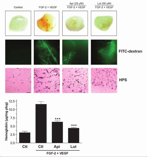 Effect Of Apigenin And Luteolin On Synergistic Angeogenesis In Vivo