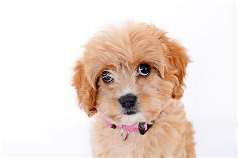 Breed Spotlight: Cavoodle | Jordan Dog Training