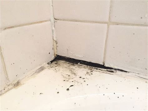 How To Identify Black Mold In Bathroom How To Get Rid Of Black Mold