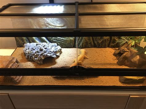 ways to gecko not moving without vet 9